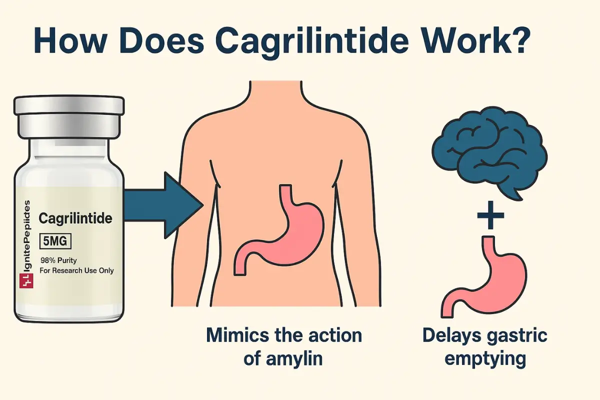 Diagram showing Cagrilintide peptide mimicking amylin to slow gastric emptying and support appetite regulation