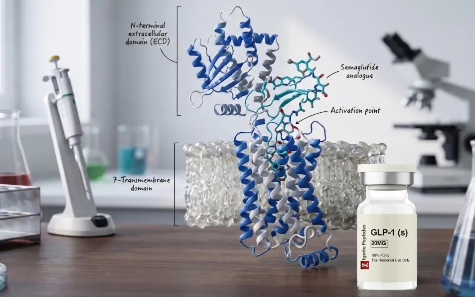 3D molecular model illustrating the GLP-1 mechanism — semaglutide analogue docking at the activation point of the GLP-1 receptor, showing the N-terminal extracellular domain (ECD), 7-transmembrane domain, and a GLP-1 (S) 20mg research vial from Ignite Peptides in a lab setting